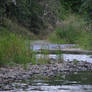 Abernathy Creek At Sunset