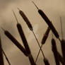 Autumn Cattail