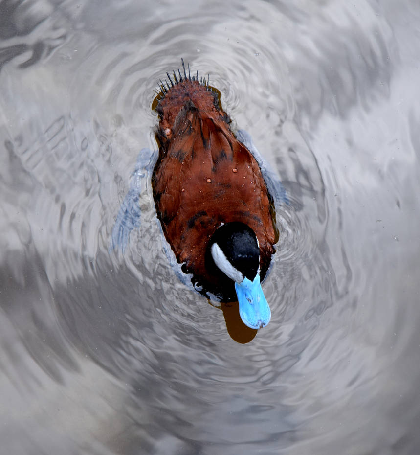 Blue Bill Duck by Toniasis on DeviantArt