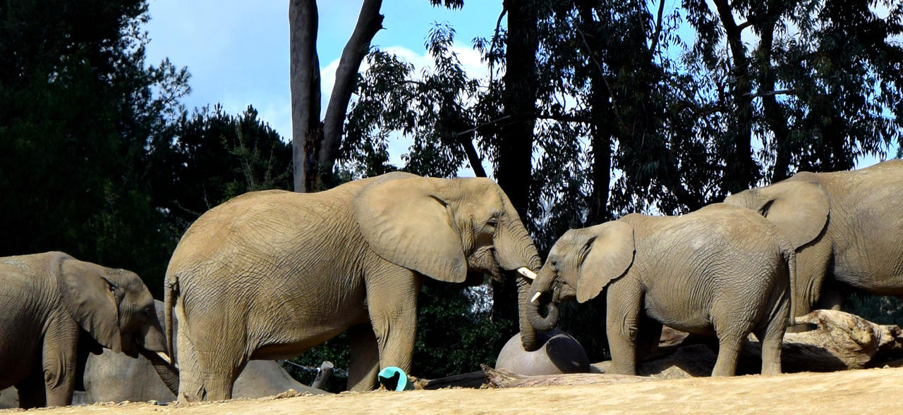 African Elephants