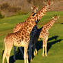 A Tower of Giraffes