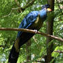 Great Blue Turaco