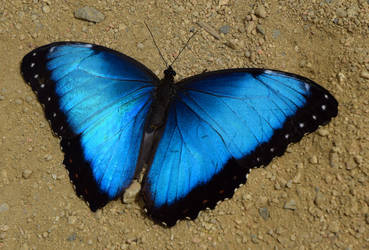 Blue Morpho