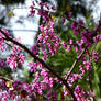 Redbud Tree