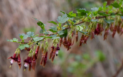 Sierra Gooseberry