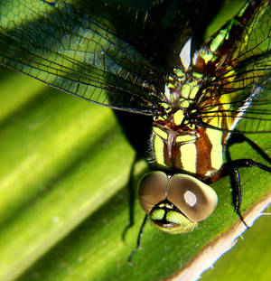 Dragonfly