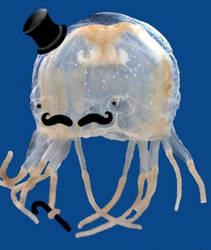 Mr. Jellyfish