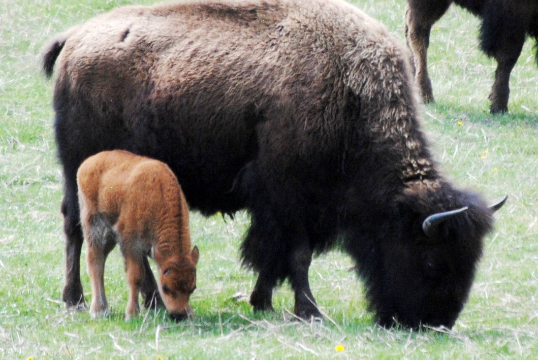 Baby Buffalo Spring Baby Buffalo 2 by MiniSkirtRoy on DeviantArt