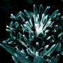 Black And White Flower With Blue  Tint