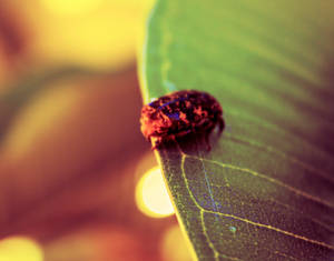 Insect on leaf