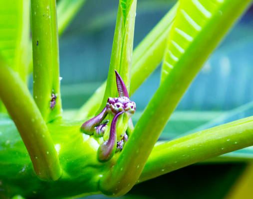 Stems of Green