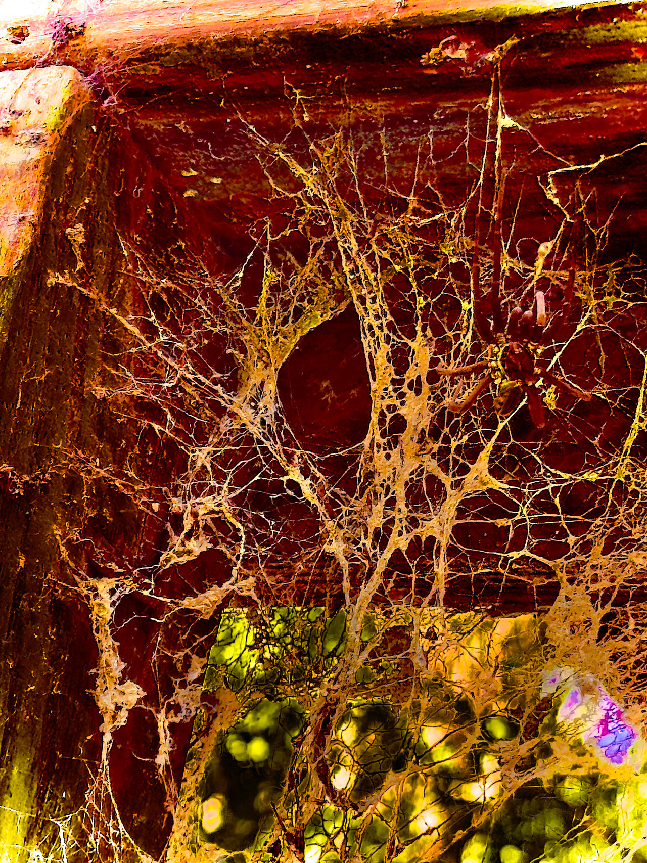 Shell by Unsupervised-E4 on DeviantArt