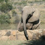 Baby elephant climbing a wall