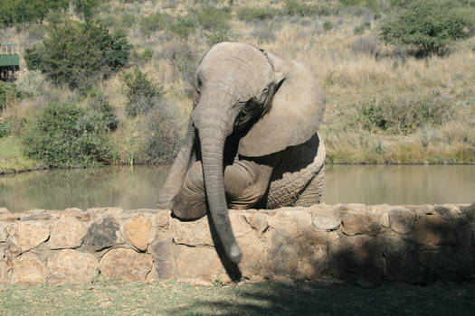 Baby elephant climbing a wall