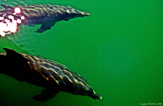 Dolphins