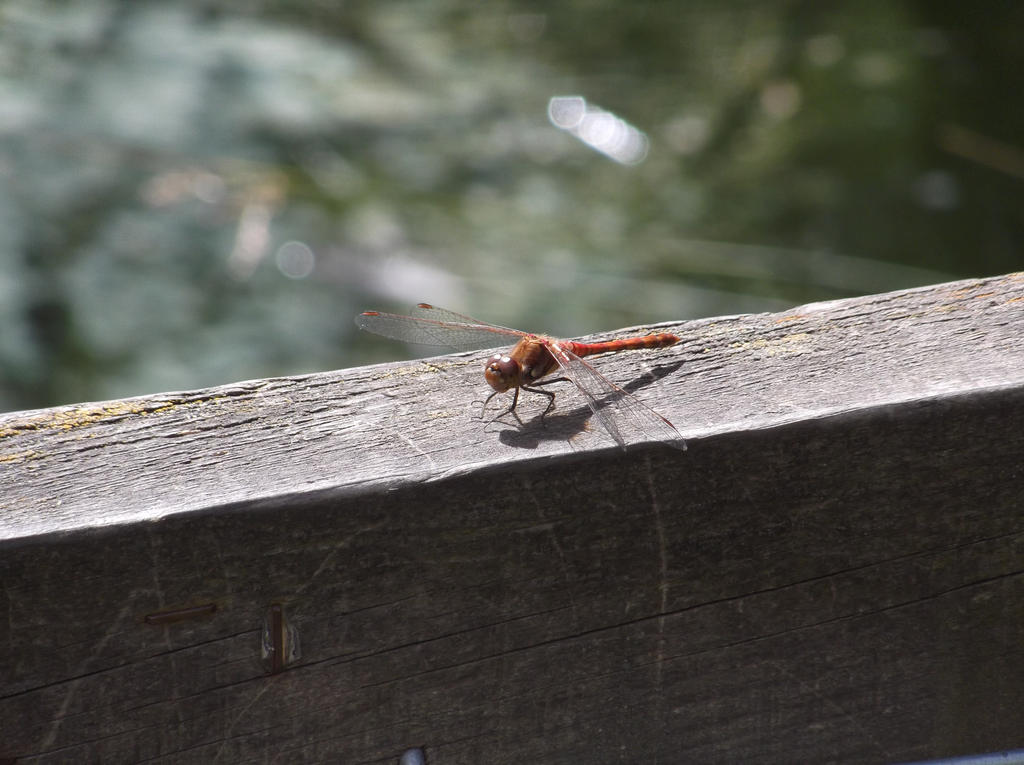 Dragonfly on ledge