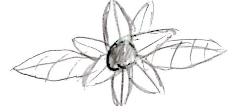 Flower sketch