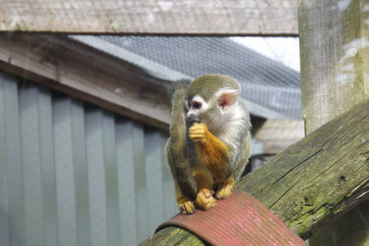 Squirrel Monkey