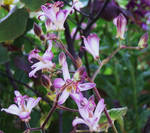 Tricyrtis Tojen by Yawn-Monster