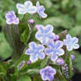 Omphalodes Starry Eyes