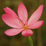 Schizostylis Sunrise