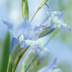 Gladioli gracilis