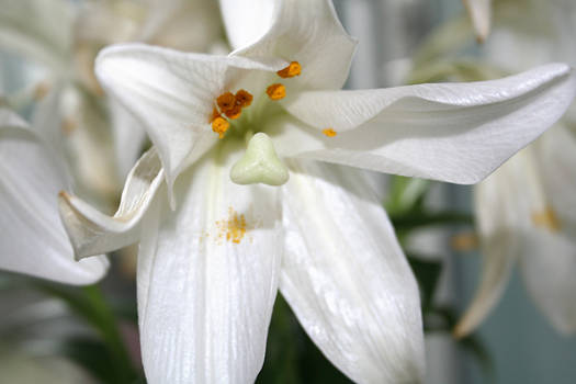 White flower