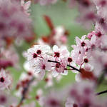 hawthorn blossom by zaphod66