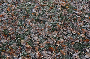 frosty leaves