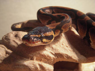 Athena, My Ball Python