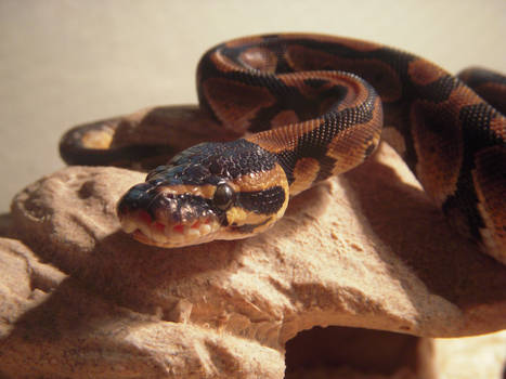 Athena, My Ball Python