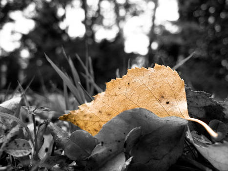 Leaf 2