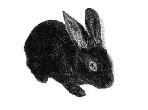 crosshatch rabbit by 4everNurHonor on DeviantArt