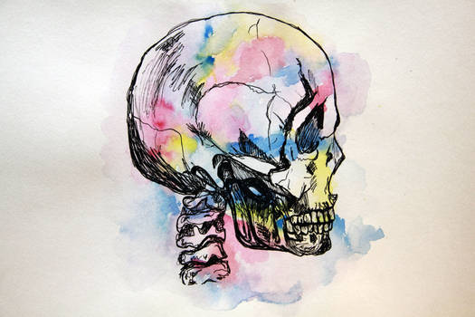 Watercolour Anatomy: The Skull