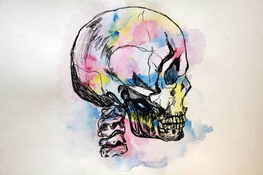 Watercolour Anatomy: The Skull