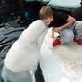 Whale Kissing Justin Bieber