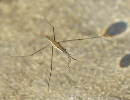 Water Spider