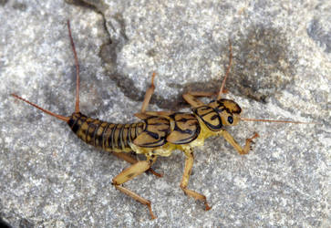 Stonefly