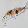 Koi fish