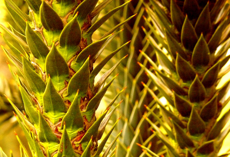 Monkey Tree Visual Monkey Tree by civilpython on DeviantArt