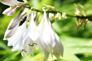 White Bells