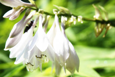 White Bells