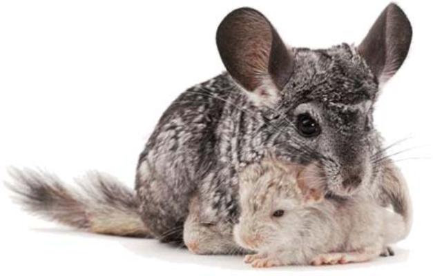 chinchilla and babies