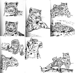 Snow leopard sketches 2