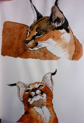 Caracals - Looking up