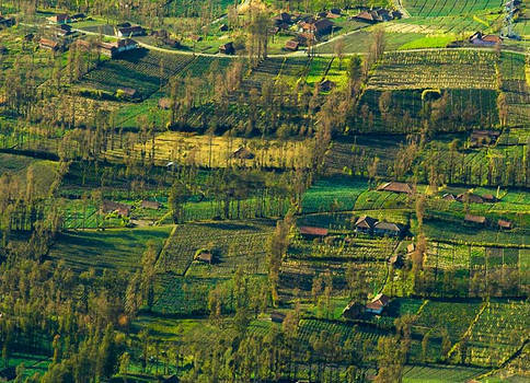 Bromo's Farm