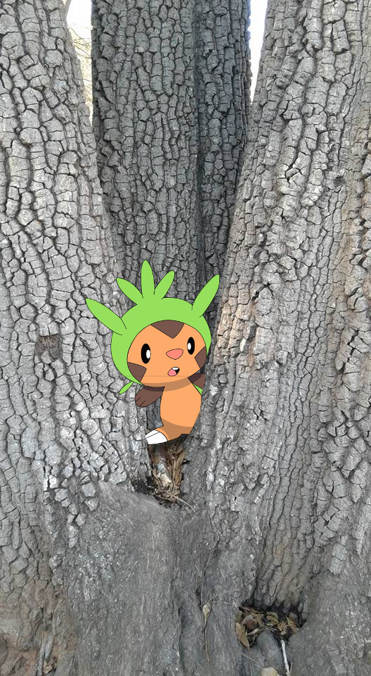 Wild Chespin!