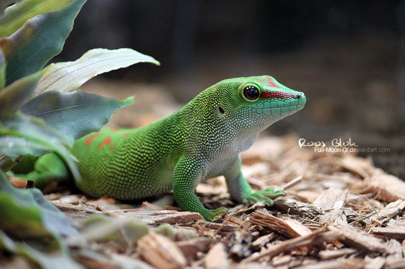 Moonlight Gecko Deviantart Gecko by Full-Moon-Cry on DeviantArt