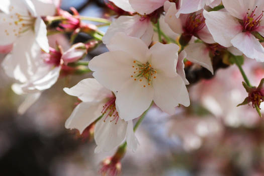 Kyoto - Spring
