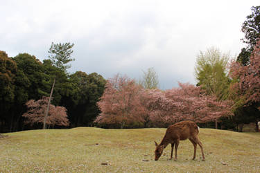 Kyoto - Nara II